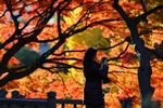 Japan. En kvinde foreviger farvespille i Hibiya Park i Tokyo. 