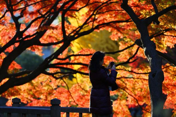 Japan. En kvinde foreviger farvespille i Hibiya Park i Tokyo. 