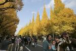 Japan. En familie tager en selfie foran gingko træer i Tokyo. Avenuen i Meiji Jingu Shrien med 146 gingko træer tiltrækker hvert år tusindvis af mennesker, der vil beundre de gamle træer i smuk efterårskulør. 