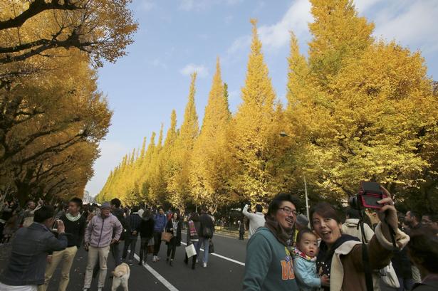 Japan. En familie tager en selfie foran gingko træer i Tokyo. Avenuen i Meiji Jingu Shrien med 146 gingko træer tiltrækker hvert år tusindvis af mennesker, der vil beundre de gamle træer i smuk efterårskulør. 