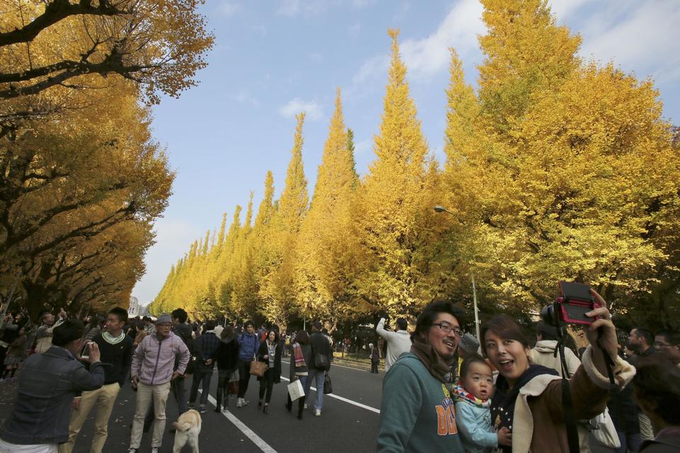 Japan. En familie tager en selfie foran gingko træer i Tokyo. Avenuen i Meiji Jingu Shrien med 146 gingko træer tiltrækker hvert år tusindvis af mennesker, der vil beundre de gamle træer i smuk efterårskulør. 
