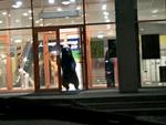 farvel og tak. En velvoksen brun bjørn på vej ud af supermarkedet 'Solsikken' i Khabarovsk. Den åbnede endda glasdørene, som dog ikke kunne holde til bjørnekræfter. Foto: APTN via AP 