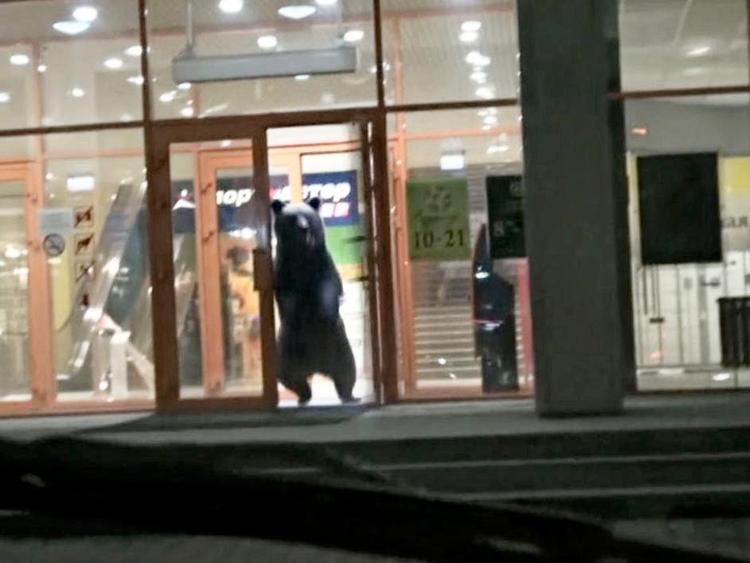 farvel og tak. En velvoksen brun bjørn på vej ud af supermarkedet 'Solsikken' i Khabarovsk. Den åbnede endda glasdørene, som dog ikke kunne holde til bjørnekræfter. Foto: APTN via AP 