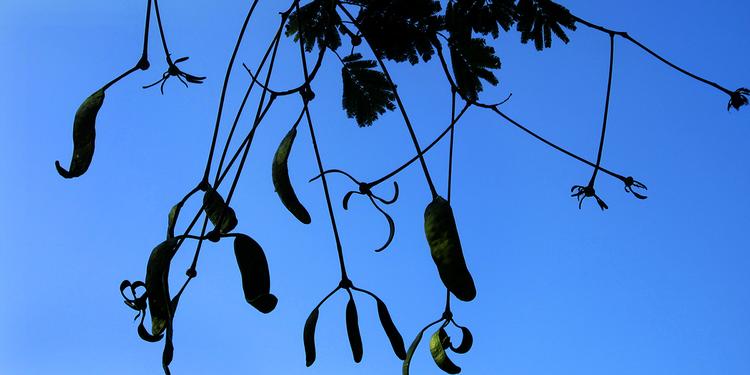 Skovlandbrug. Amazonas ser grøn og frodig ud, men jorden er mager - den skal plejes med omhu for at man kan dyrke den i mange år. 