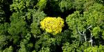 Eftertragtet. Et stadigt sjældnere syn i Amazonas er den blomstrende gule Ipê  - træet er også kendt som brasiliansk valnød. 