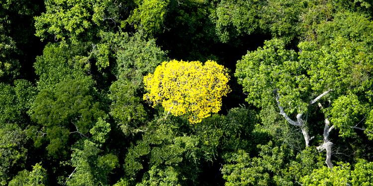 Eftertragtet. Et stadigt sjældnere syn i Amazonas er den blomstrende gule Ipê  - træet er også kendt som brasiliansk valnød. 