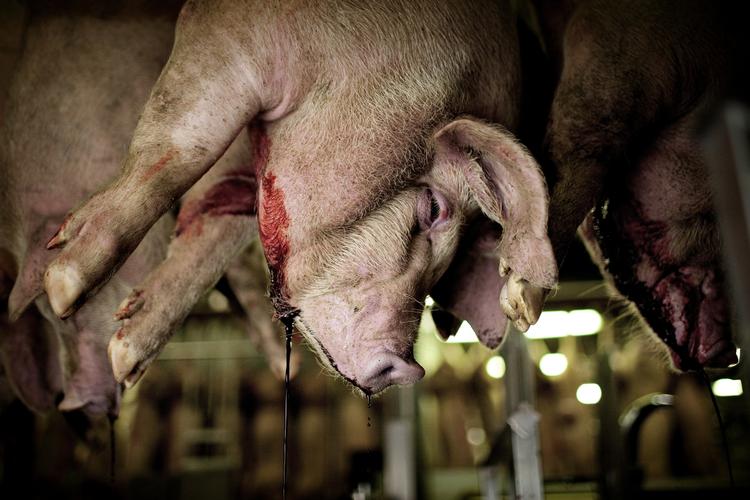 Blodigt.  »Han er smurt ind i blod og lort, ham, der afliver kreaturerne«. Sådan starter den første tekst i Kenneth Jensens 'Tragedie plus tid', der hovedsageligt foregår på et slagteri med skærestue, kølerum og vakuumpakkeri. 