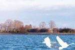 Knuthenborg Safari Lodge består af en række feriehytter med i alt ca. 200 pladser, der skal opføres i forbindelse med den kendte dyrepark på Lolland. Der vil blive tale om hytter i en skov og langs stranden som her på billedet fra projektforslaget. 