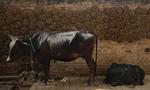 Brændsel. Millioner af indere har ikke adgang til moderne energiformer, men bruger for eksempel gødning som brændsel, selv om det kunne gøre mere gavn på markerne. Indiens klimaplan lægger op til at give flere mennesker adgang til moderne energi. 