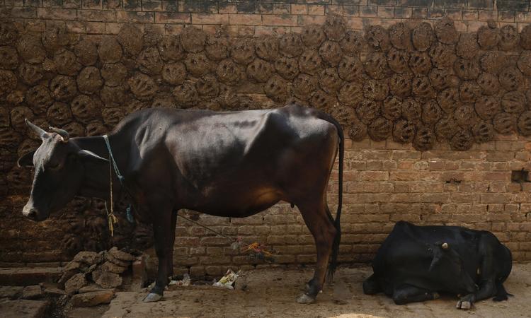 Brændsel. Millioner af indere har ikke adgang til moderne energiformer, men bruger for eksempel gødning som brændsel, selv om det kunne gøre mere gavn på markerne. Indiens klimaplan lægger op til at give flere mennesker adgang til moderne energi. 