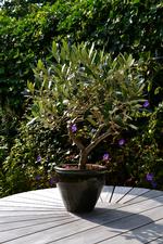 BONSAI. Det lille oliventræ bliver studset et par gange om året og kun vandet lidt. Privatfoto 