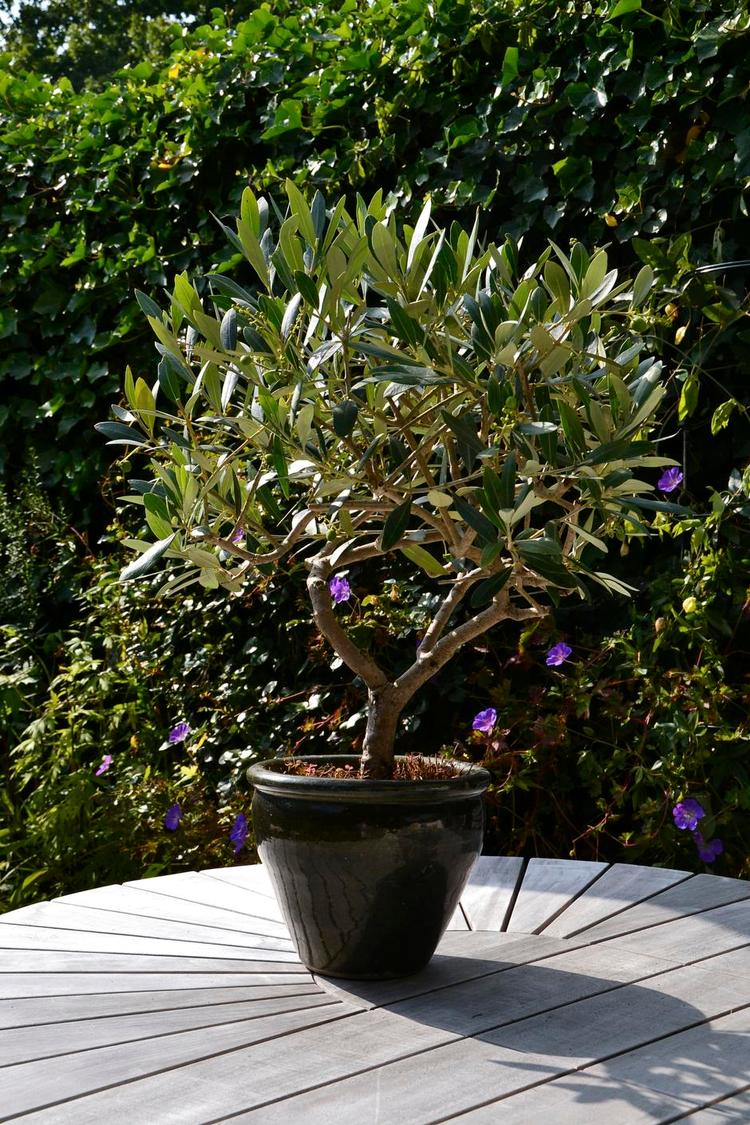 BONSAI. Det lille oliventræ bliver studset et par gange om året og kun vandet lidt. Privatfoto 