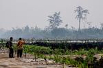 Afbrændt. Nyplantede rækker af oliepalmer viser, at nogen forsøger at profitere på Indonesiens katastrofale skovbrande, siger Greenpeace. 