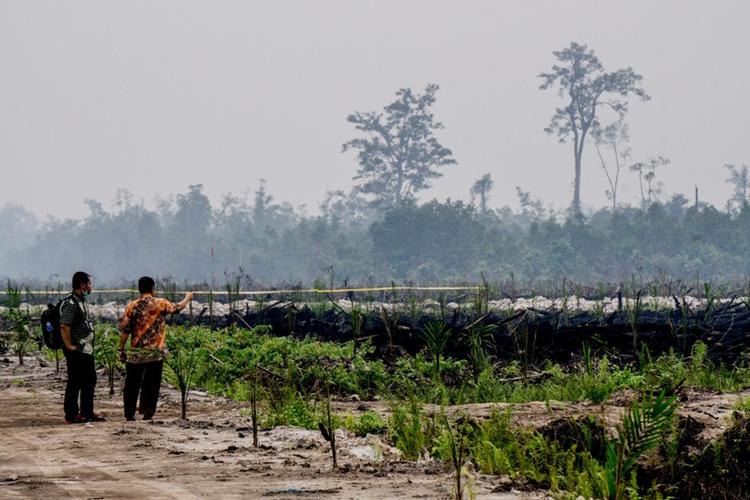 Afbrændt. Nyplantede rækker af oliepalmer viser, at nogen forsøger at profitere på Indonesiens katastrofale skovbrande, siger Greenpeace. 