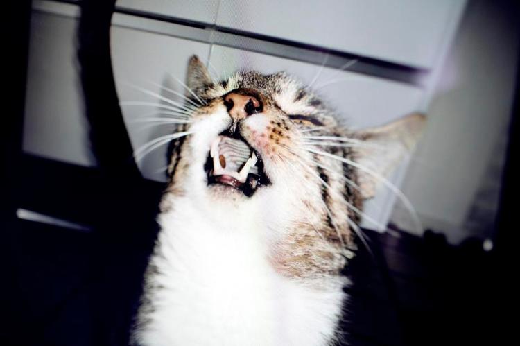 Tandrens. Den 9-årige kat Loke savlede og trængte til en gang tandrens. Det fik ejer Susanne Hansen til at undersøge priserne hos forskellige dyrlæger. Det viste sig, at der var store besparelser at hente ved at se sig lidt for. 