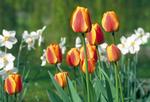 Tulipaner. Nu er det tid til at købe tulipaner til nedsatte priser i supermarkederne. Du kan også lægge tulipanløg i jorden, så de er klar til at sire, når foråret kommer. 