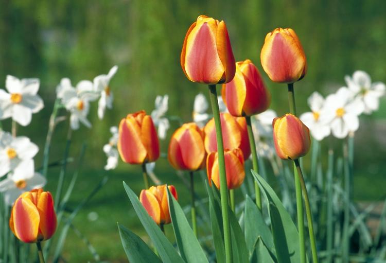 Tulipaner. Nu er det tid til at købe tulipaner til nedsatte priser i supermarkederne. Du kan også lægge tulipanløg i jorden, så de er klar til at sire, når foråret kommer. 