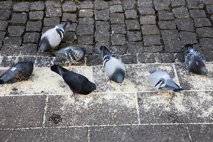 Magnetsans. Byboere kender bedst duer sådan her, men faktisk har de 'flyvende rotter', som de stakkels kræ ofte bliver kaldt, en formidabel stedsans. Det kan måske skyldes et magnetisk protein, mener kinesiske forskere. 