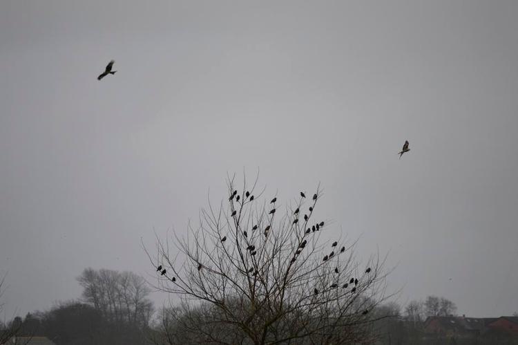 Fuglevisit. Dette foto er taget fra min gårdsplads ud over mine marker den 6. april i år, men jeg kunne have taget nøjagtig det samme billede i denne uge. For da var stærene stadig på efterårsvisit, og glenterne er her hele året. Begge er umiskendelige. 