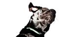 hunde_1500