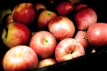 sundere. Vil man undgå sprøjtegiftrester på frugt og grønt, er det bedste valg at købe økologisk, men køber du konventionelt, er det mest fornuftigt at gå efter dansk produceret i frugt og grønt. 
