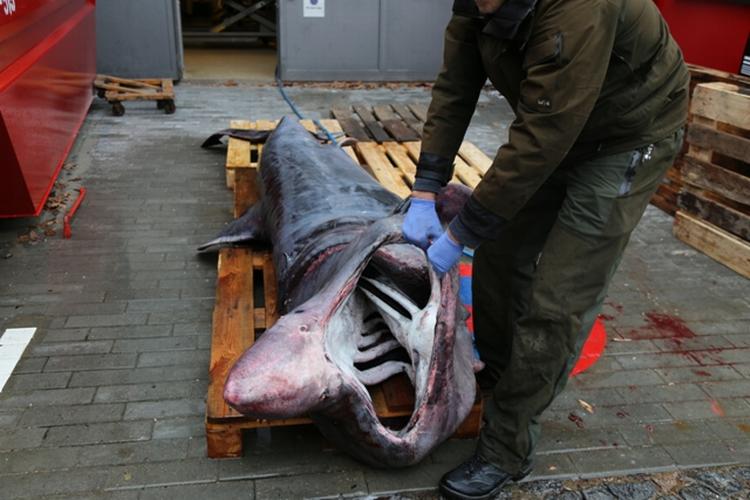 Venlighaj. Denne krabat endte i nettet hos en hummerfisker i går. Nu ligger den foran Statens Naturhistoriske museum klar til konservering. 