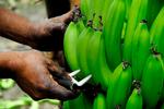 Bæredygtige bananer. Alle Fairtrade-mærkede bananer, der sælges i Danmark, kommer fra den Dominikanske Republik og Peru. 