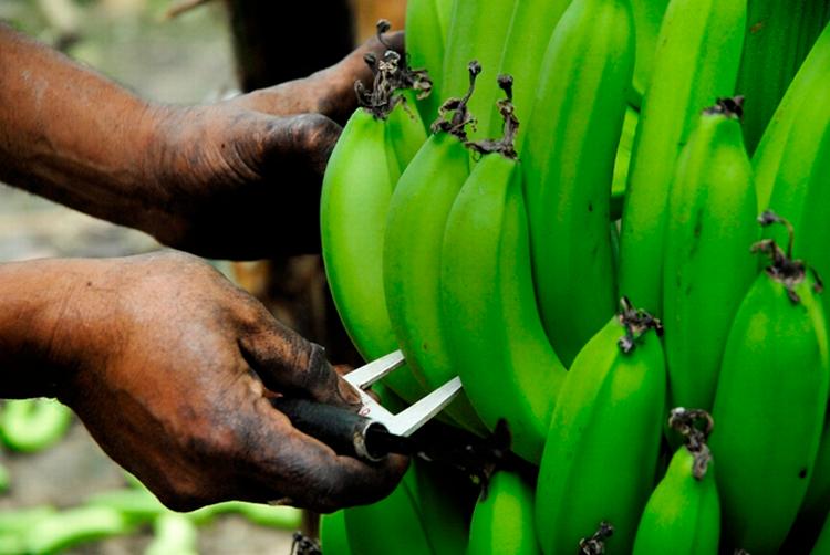 Bæredygtige bananer. Alle Fairtrade-mærkede bananer, der sælges i Danmark, kommer fra den Dominikanske Republik og Peru. 