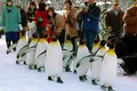 HOKKAIDO. Pingviner i den zoologiske have  i Asahikawa på Japans nordligste ø,  Hokkaido, sendes på en motionstur. Ellers bliver de overvægtige 