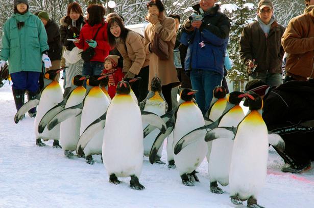 HOKKAIDO. Pingviner i den zoologiske have  i Asahikawa på Japans nordligste ø,  Hokkaido, sendes på en motionstur. Ellers bliver de overvægtige 