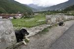 BHUTAN. Ligger isoleret i Himalaya, og udenlandske besøgende er et ekstremt sjældent syn. National Geographic anbefaler besøg i landets østlige del. 