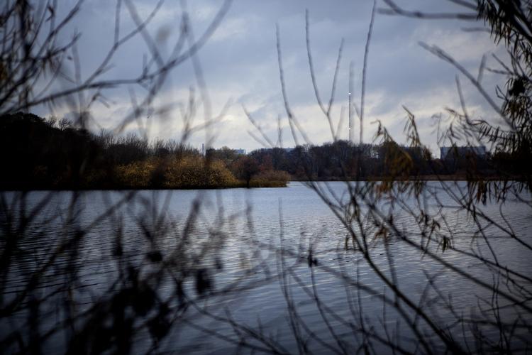 Sneppe. En læser ahr set en skovsneppe i Brønshøj. 