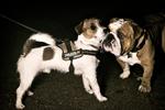 VENNER.  Jack Russel terrier Terry og den engelsk bulldog Charlie leger som regel uden snor. Det har de gjort siden Terry var en hvalp. Her har hundene dog fået snor på for fotografens skyld. 