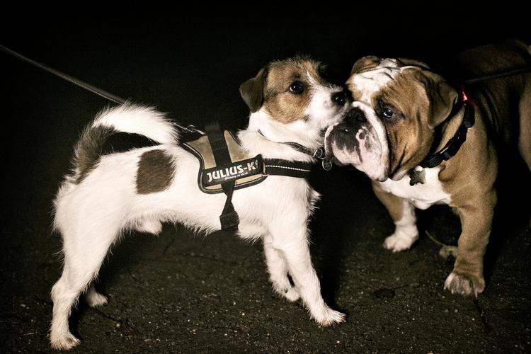 VENNER.  Jack Russel terrier Terry og den engelsk bulldog Charlie leger som regel uden snor. Det har de gjort siden Terry var en hvalp. Her har hundene dog fået snor på for fotografens skyld. 