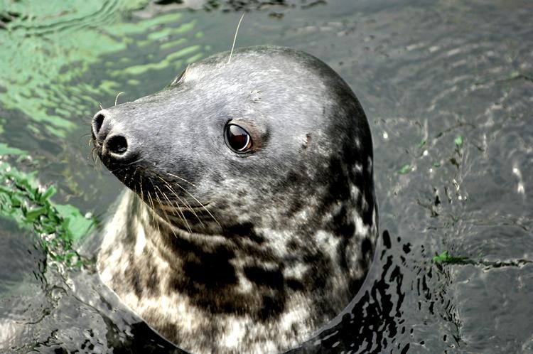 Jægerkorps. Et særligt sæljægerkorps skal have dispensation til at nedlægge 40 af de fredede gråsæler om året. 