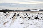 Sult. Mandag morgen nærmer temperaturen sig ti graders frost, og alle småfuglene er forsvundet. Råger og krager samles på Jørgen Åbys stubmark for at finde de sidste kerner fra sommerens høst. 
