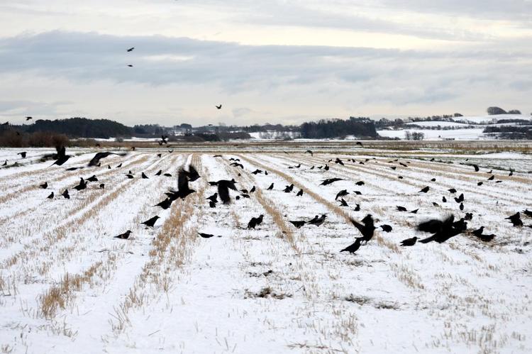 Sult. Mandag morgen nærmer temperaturen sig ti graders frost, og alle småfuglene er forsvundet. Råger og krager samles på Jørgen Åbys stubmark for at finde de sidste kerner fra sommerens høst. 