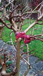 Sjælden. Alle magnolia får store og ofte mærkelige frugter, men det er ikke tit, man ser det i Danmark. 