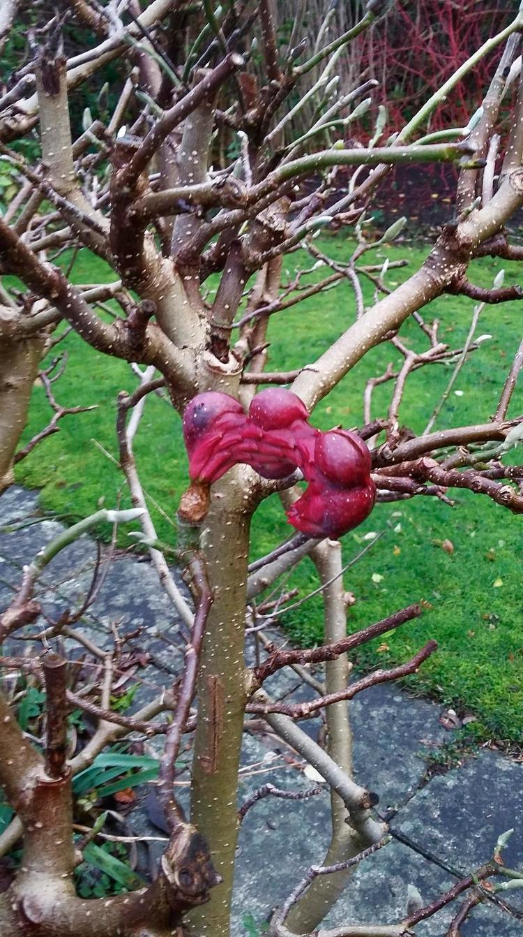 Sjælden. Alle magnolia får store og ofte mærkelige frugter, men det er ikke tit, man ser det i Danmark. 