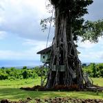 samoa. En unik overnatning og en enestående udsigt tilbyder hotellet i træet. Læserfoto: Alexander Amundsen 