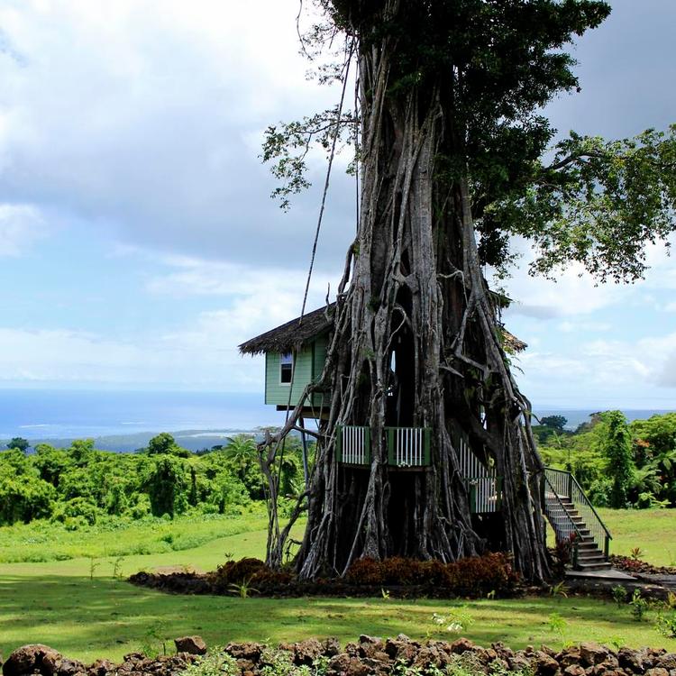 samoa. En unik overnatning og en enestående udsigt tilbyder hotellet i træet. Læserfoto: Alexander Amundsen 