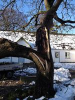 Såret. Træet vil altid have et grimt sår. Derfor lyder anbefalingen: fæld det. 