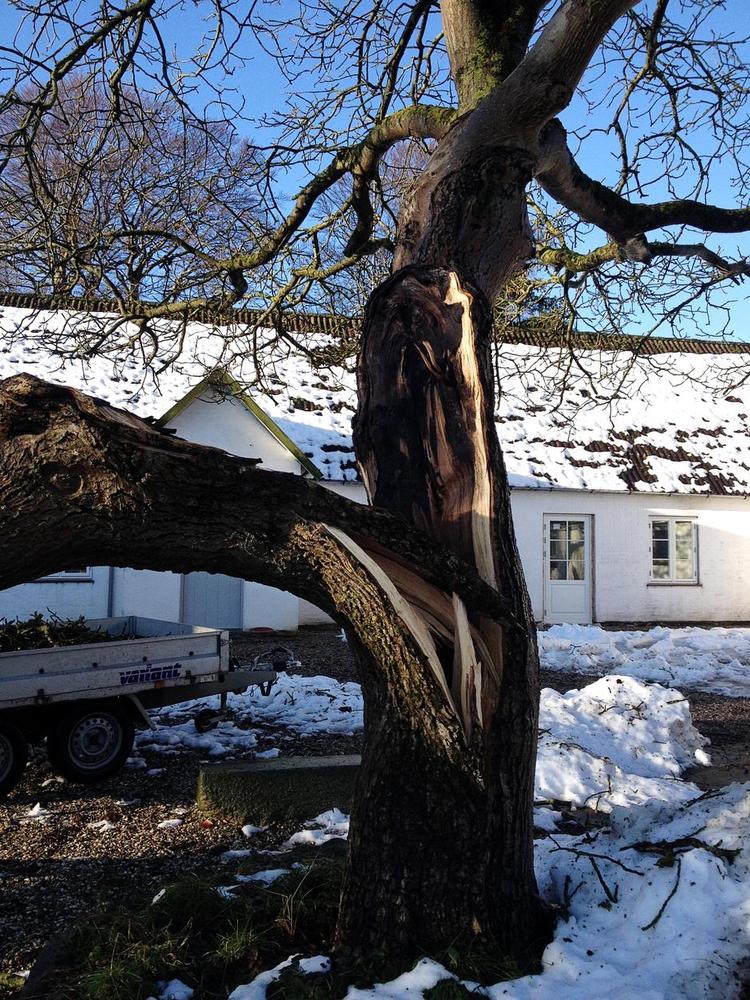 Såret. Træet vil altid have et grimt sår. Derfor lyder anbefalingen: fæld det. 