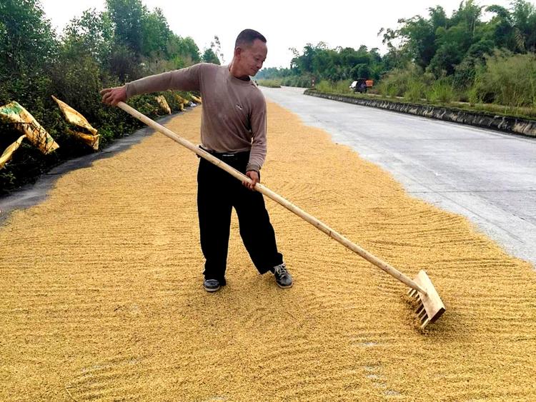 Tørring. Lei har høstet de 15 sække ris og er nødt til at tørre dem på vejen, fordi han ikke har plads på gårdspladsen. Hans mark ligger tæt op ad en fabrik, så han får ikke meget for risene. 
