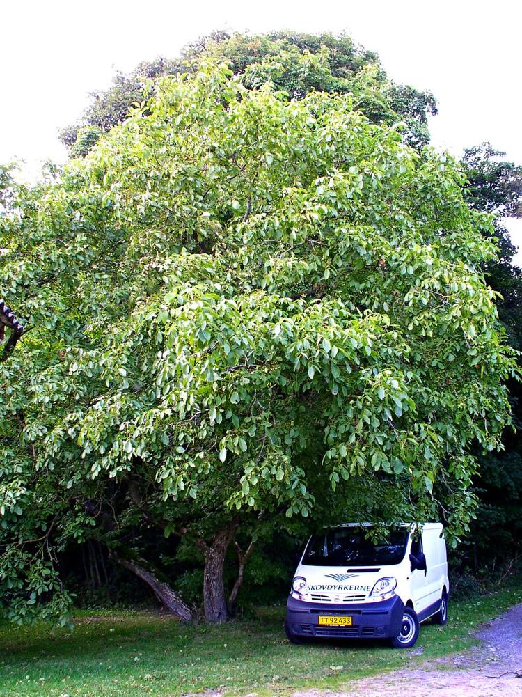 Genkomst. Vanøddetræet med bilen under er resultatet af nye skud fra stubben. De to andre fotos viser eksempler på spidstvege. 