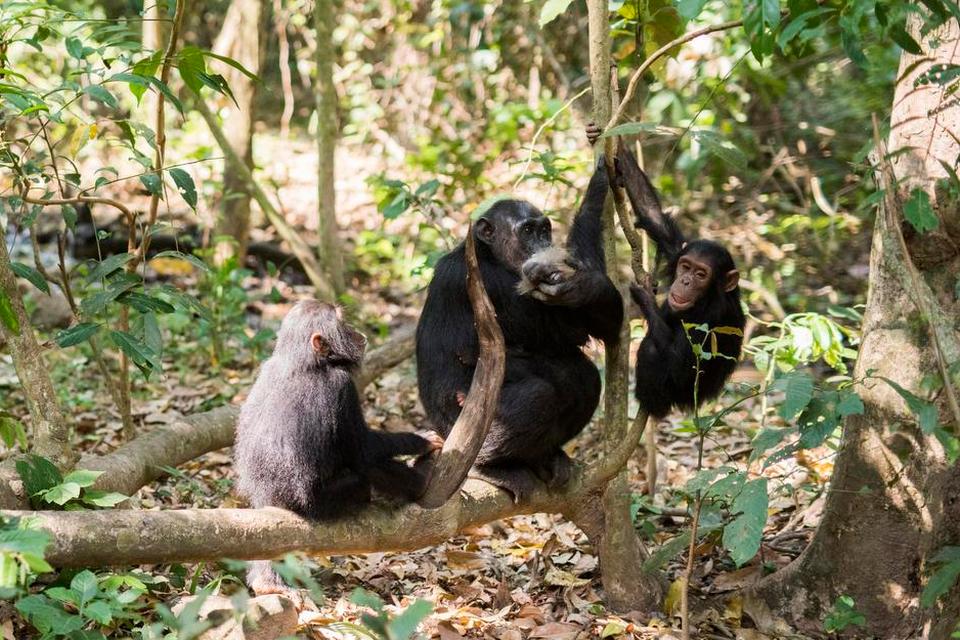 SPISETID. Chimpanserne i gang med et måltid bestående af et abehoved. 