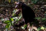 UVENTET. Chimpanserne  overrasker turisterne flere gange ved pludselig at dukke op lige bag ved folk. 