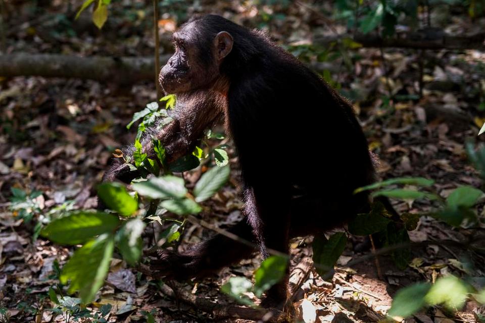 UVENTET. Chimpanserne  overrasker turisterne flere gange ved pludselig at dukke op lige bag ved folk. 