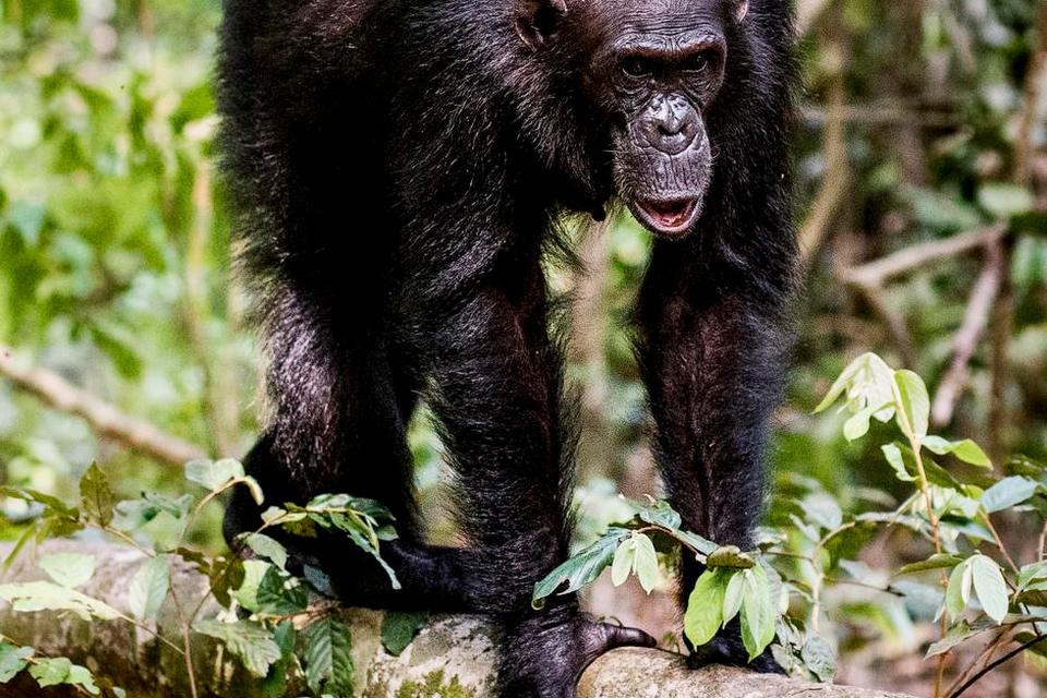 AKTIVITET. Chimpansernes færden kan studeres på meget tæt hold. 