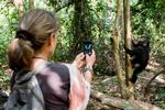 Smil. Selv med telefon-kameraer kan man fotografere chimpanserne i Gombe, da de er ugenerede af turisters tilstedeværelse. 